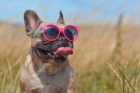 Un Bouledogue Français avec des lunettes de soleil