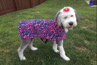 Un chien vêtu d'un manteau refroidissant pour chien K9 Trading