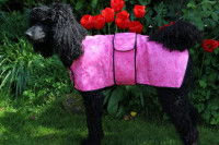 Un Caniche vêtu d'un manteau rafraîchissant canin rose Aquamat