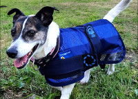 Un Jack Russel dans un manteau refroidissant pour chien Animate