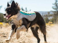 Un Border Collie court avec un manteau rafraîchissant Ruffwear