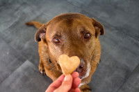 Un Labrador récompensé par un biscuit
