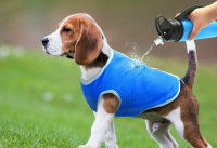 Un manteau rafraîchissant pour chien est mouillé avec une gourde