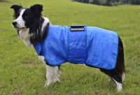 Un Border Collie debout avec un manteau rafraichissant