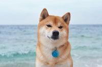 Un Shiba Inu avec une médaille bleue devant la mer