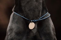 Un chien noir avec une médaille ronde autour du cou