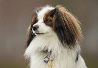 Un petit chien avec une médaille autour du cou