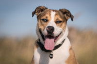 Un chien souriant avec une médaille autour du cou