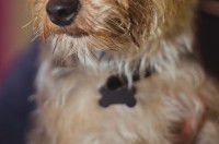 Un petit chien avec une médaille en forme d'os