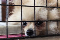 Si le chien est malade