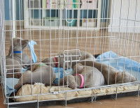 Pour éviter un accident domestique