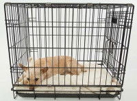 Mettre son chien en cage quand on est absent