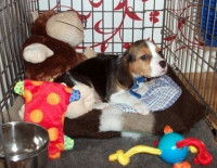 Rendre la cage du chien attractive