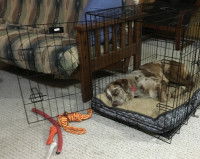 Où installer la cage d’intérieur de son chien ?