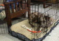 Familiariser le chien avec sa cage