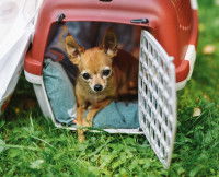 La caisse de transport pour chien