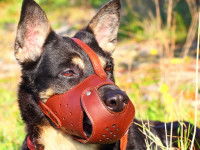 La muselière en cuir