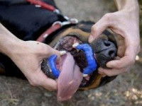 Une alternative aux muselières : le dentier anti-morsure pour chien