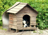Un petit chien allongé dans sa niche