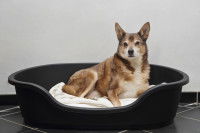 Une chienne est allongée dans son panier