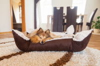 Un Sheltie dort dans un panier dans le salon