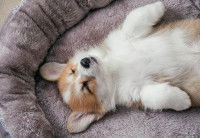 Un chiot Corgi dort allongé dans un panier