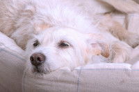 Un chien blanc est couché dans son panier