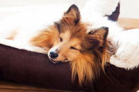 Un Sheltie heureux en train de dormir dans son panier