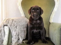 Choisir un couchage adapté à son chien