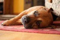Un couchage dédié au chien est-il vraiment nécessaire ?