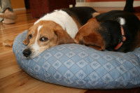 Quel panier ou coussin pour un chien âgé ?