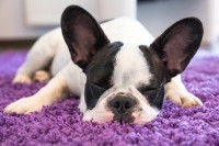 Le tapis pour chien