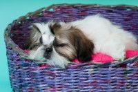 Les corbeilles ou les paniers pour chiens