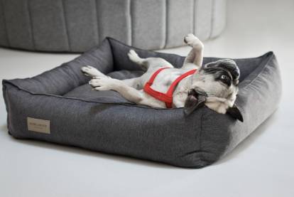Panier, coussin, tapis, corbeille : comment choisir le couchage de son  chien ?