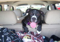 Le stress du transport