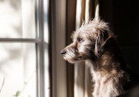 Le stress lié à la séparation