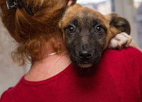 L'adoption d'un chiot