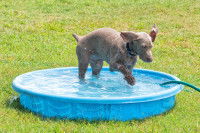 Un chiot Braque de Weimar joue dans une piscine gonflable