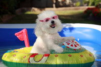 Un petit bichon mignon dans une piscine avec une bouée