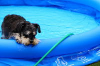 Un petit chiot tente de sortir de sa piscine