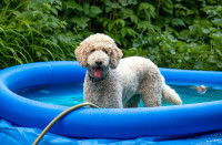 Un Caniche beige heureux se baigne dans une piscine gonflable