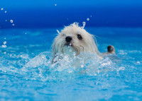 Un Bichon Havanais nage dans une piscine gonflable
