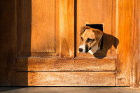 Un Jack Russel passe la tête par une chatière