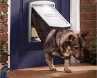 Un chien passe par une chatière classique