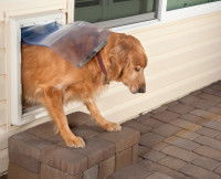 Un chien passe à travers une trappe pour sortir