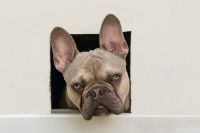 Un Bouledogue Français passe la tête par une chatière