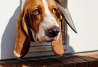 Pour quels chiens peut-on utiliser une chatière ?