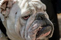 Les répulsifs pour chien basés sur l'odorat