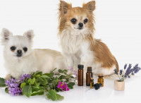 Les huiles essentielles