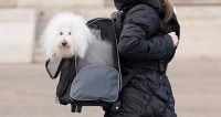 Le sac à dos de transport pour chien